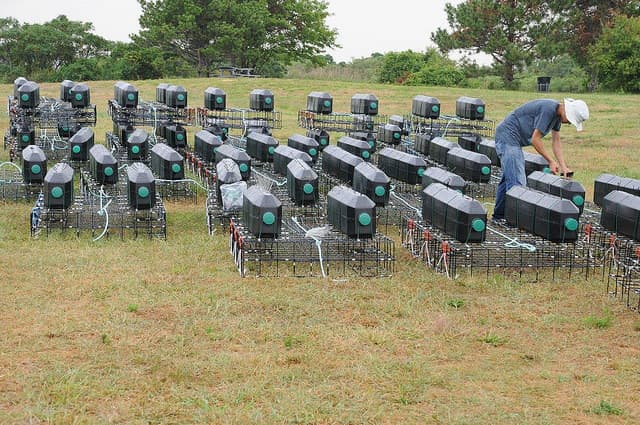 Décadas atrás las ostras casi se extinguieron del puerto de Nueva York por el crecimiento de la población, quienes se las comieron y la contaminación del área.