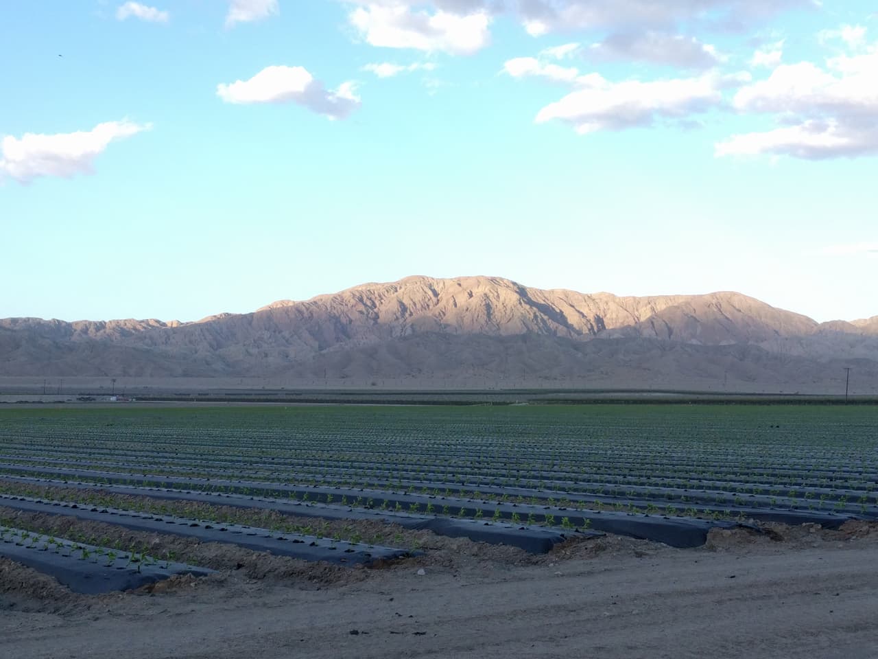 California recibe anualmente 4.4 millones de acres-pies de agua del río Colorado: 3.1 millones riegan los cultivos del Valle Imperial.