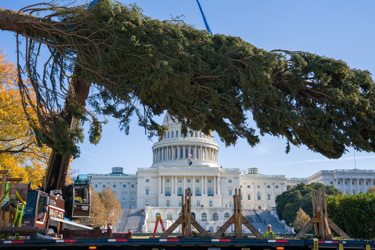 Mientras tanto, en Pennsylvania Avenue, también llegó el árbol de Navidad del Capitolio en Washington DC.