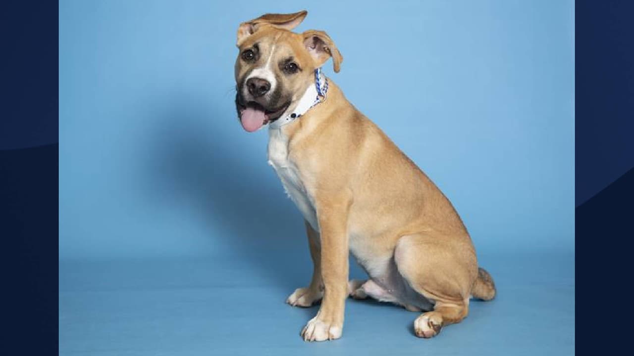 “Actualmente, 
<b>AHS está repleto de animales y cuida a 1,100 perros, gatos y criaturas dentro de sus refugios</b> ... El especial de adopción ayudará a despejar el espacio que tanto se necesita para que AHS pueda seguir siendo una red de seguridad para las mascotas más vulnerables del Valle”, se lee en el comunicado de AHS. 
<br> 
<br> 
<br>[Weeble Wobble está en adopción, Para obtener más información sobre este pequeño, 
<a href="https://www.azhumane.org/pet-details/?id=A665266" target="_blank">haga clic aquí</a>]
<br>