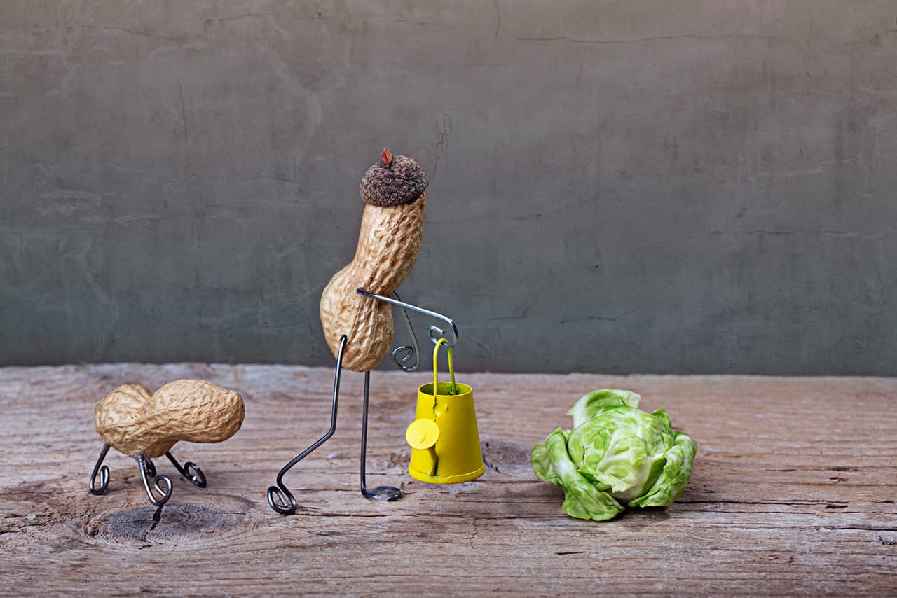 Qué linda maní, cuidando de su huerto.