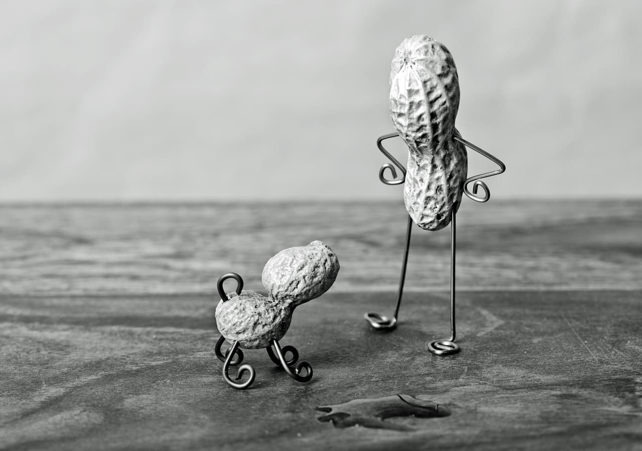 Además, sólo los cacahuates más ‘expresivos’ son invitados a la foto.