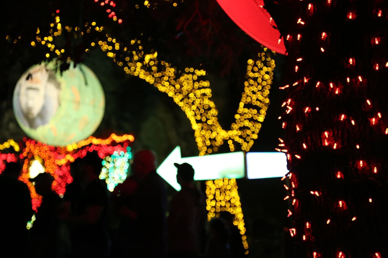 Por todo el parque, los viejos robles lucen vibrantes con sus luces navideños.