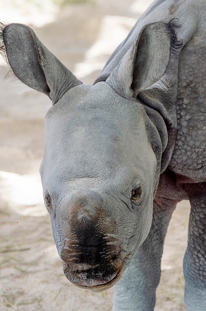 En el mundo se contabilizan menos de 3,000 rinocerontes de la India viviendo en su entorno natural y se encuentran en peligro crítico debido a la extensa caza del animal por parte de quienes buscan comercializar sus cuernos.