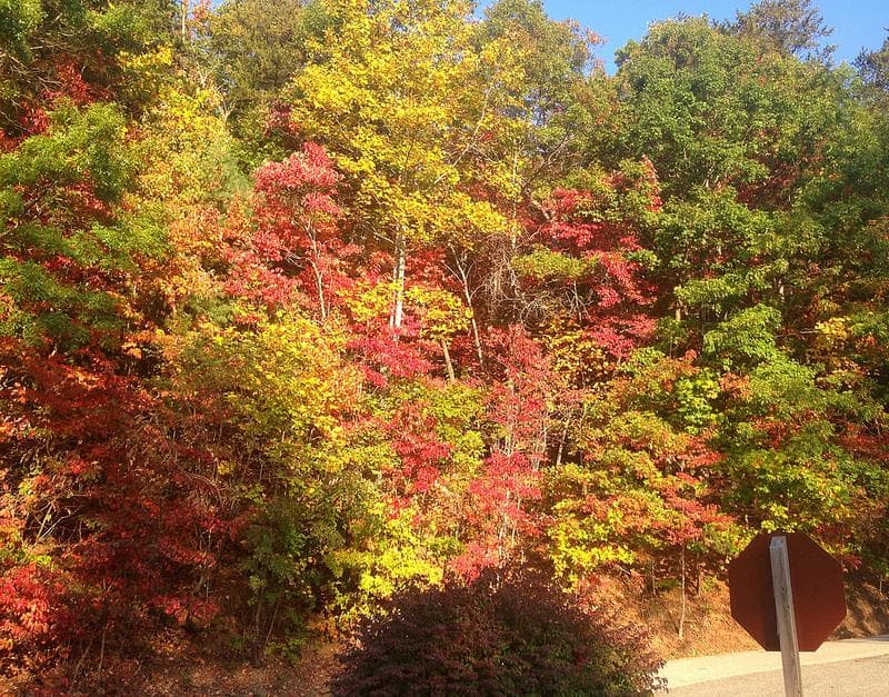 <b>Springer Mountain</b>: Camina hasta el extremo más al sur del icónico sendero de los Apalaches de más de 2000 millas en Springer Mountain, capturando los hermosos colores otoñales desde la cima de 3780 pies de la montaña. Sube a través de un bosque rocoso hasta la cima desde el área de estacionamiento cercana de Springer Mountain, un viaje de ida y vuelta de 2 millas. O, para una ruta más pintoresca (y un entrenamiento más largo), sigue en dirección sur desde el exuberante valle del arroyo en un viaje de ida y vuelta de poco menos de 9 millas.