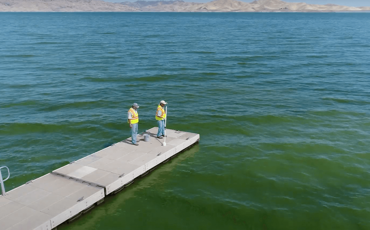 Los niños y las mascotas, especialmente los perros, son particularmente susceptibles a los HAB debido a su menor tamaño corporal, su mayor potencial para tragar agua mientras nadan y la tendencia a permanecer en el agua por más tiempo.