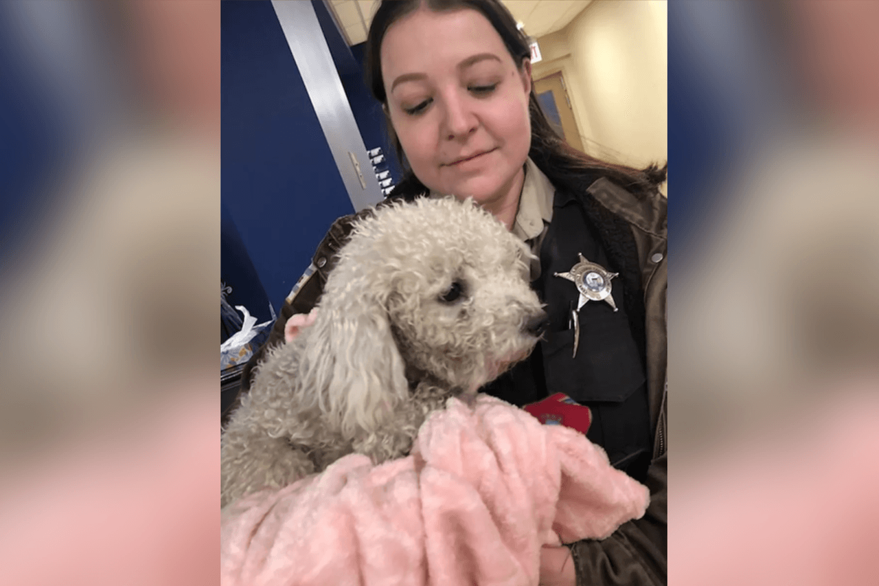  Se espera que el perro arrojado de un carro en movimiento en el sur de Chicago se recupere