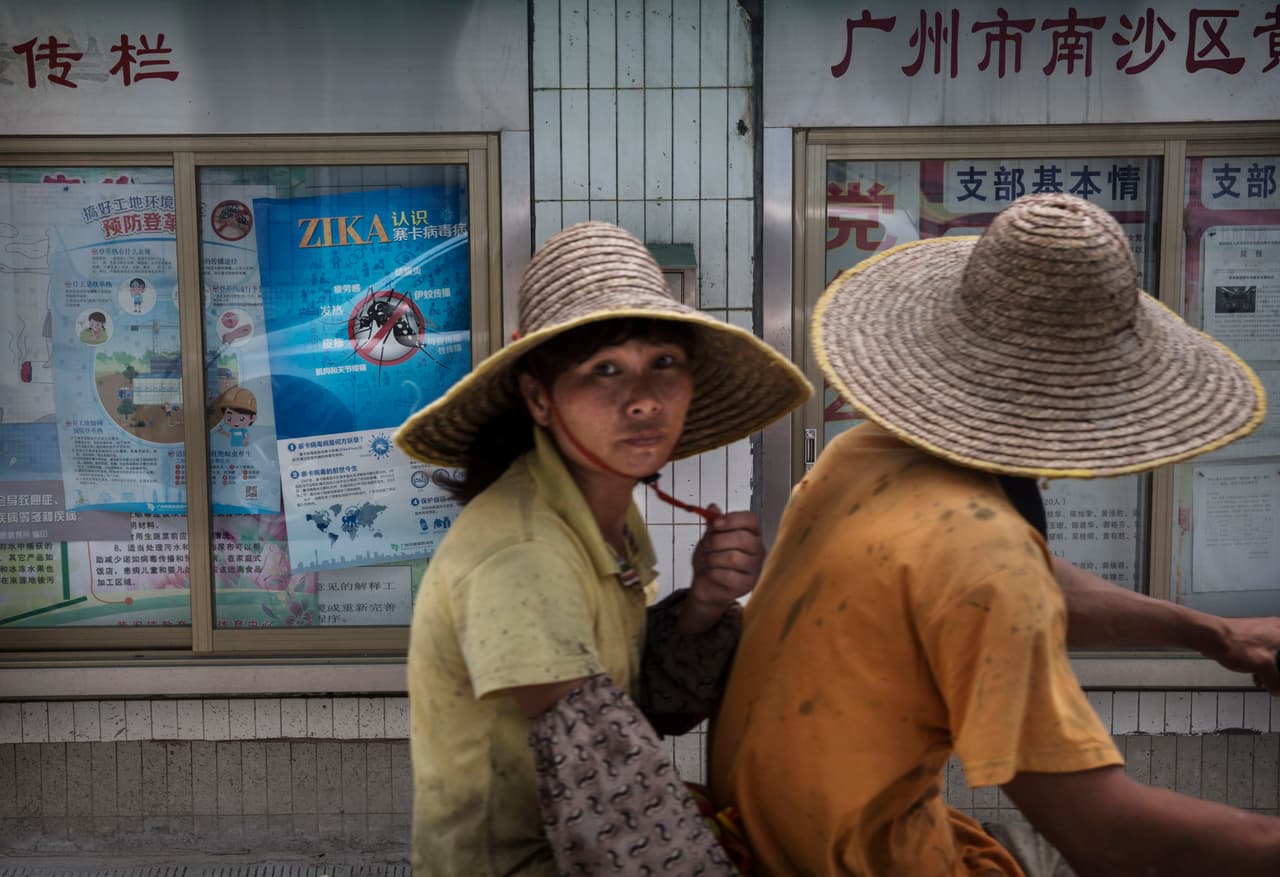 Los resultados son esperanzadores: este tipo de mosquito es uno de los transmisores del virus del Zika.