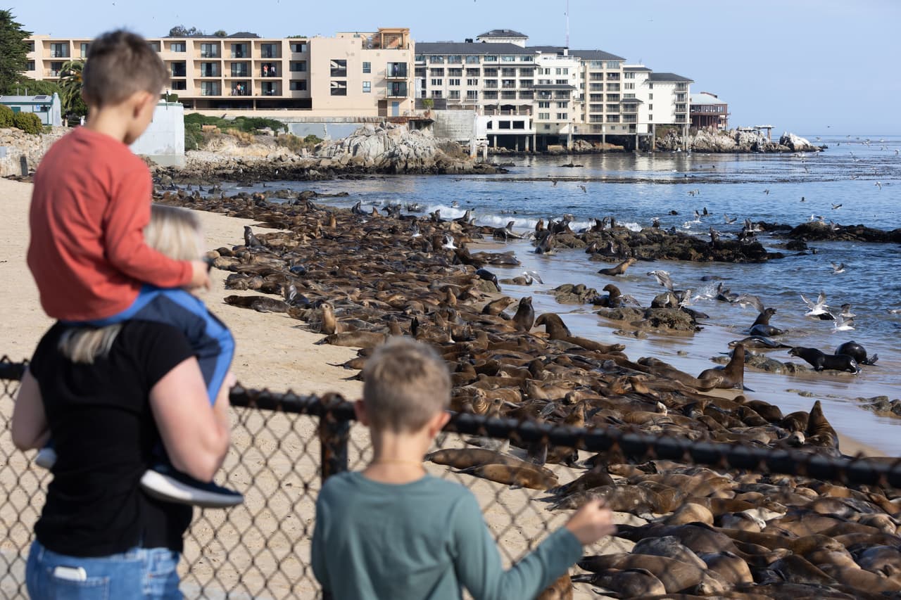La ciudad de Monterey indicó que visitantes a las playas de la región que se encuentren con un león marino, deben permanecer a al menos 50 yardas.