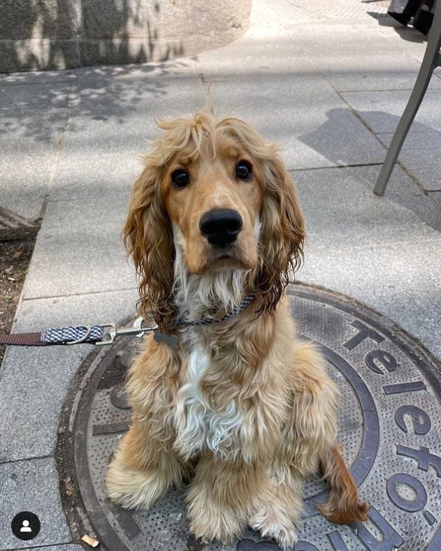 "Tengo que admitir que el tiene un clic con los perros como nunca he visto antes, nivel Cesar's Way", agregó Ale y etiquetó al 'encantador de perros' al que hizo referencia.