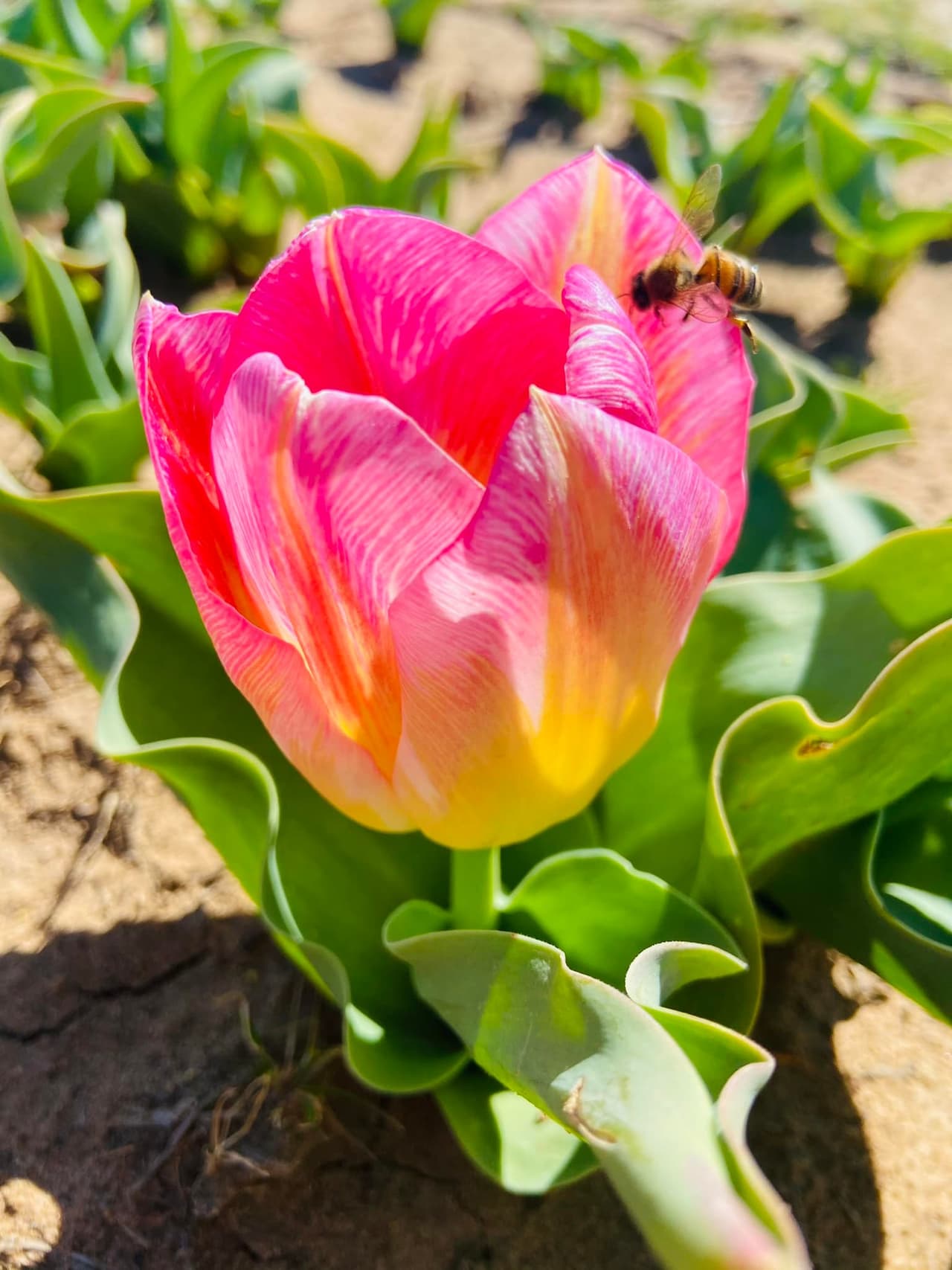 Un lugar al aire libre al que puedes acudir con toda tu familia.
<br>