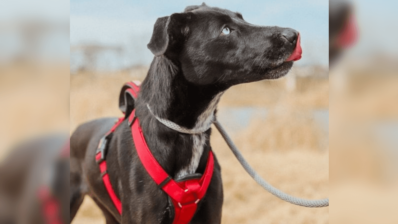 ¿Buscas adoptar una mascota? Puedes hacerlo esta semana en Fort Worth 