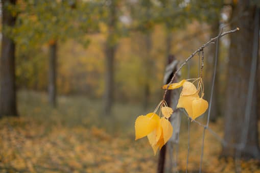 Use ropa abrigada y cómoda para mantenerse cómodo en el interior en lugar de ajustar el termostato.
