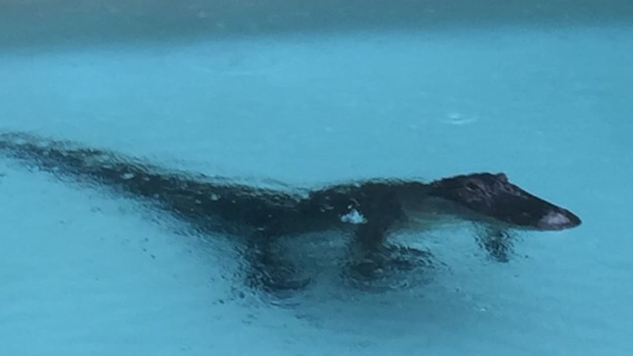 ¡Cuidado! Hay un caimán en la piscina