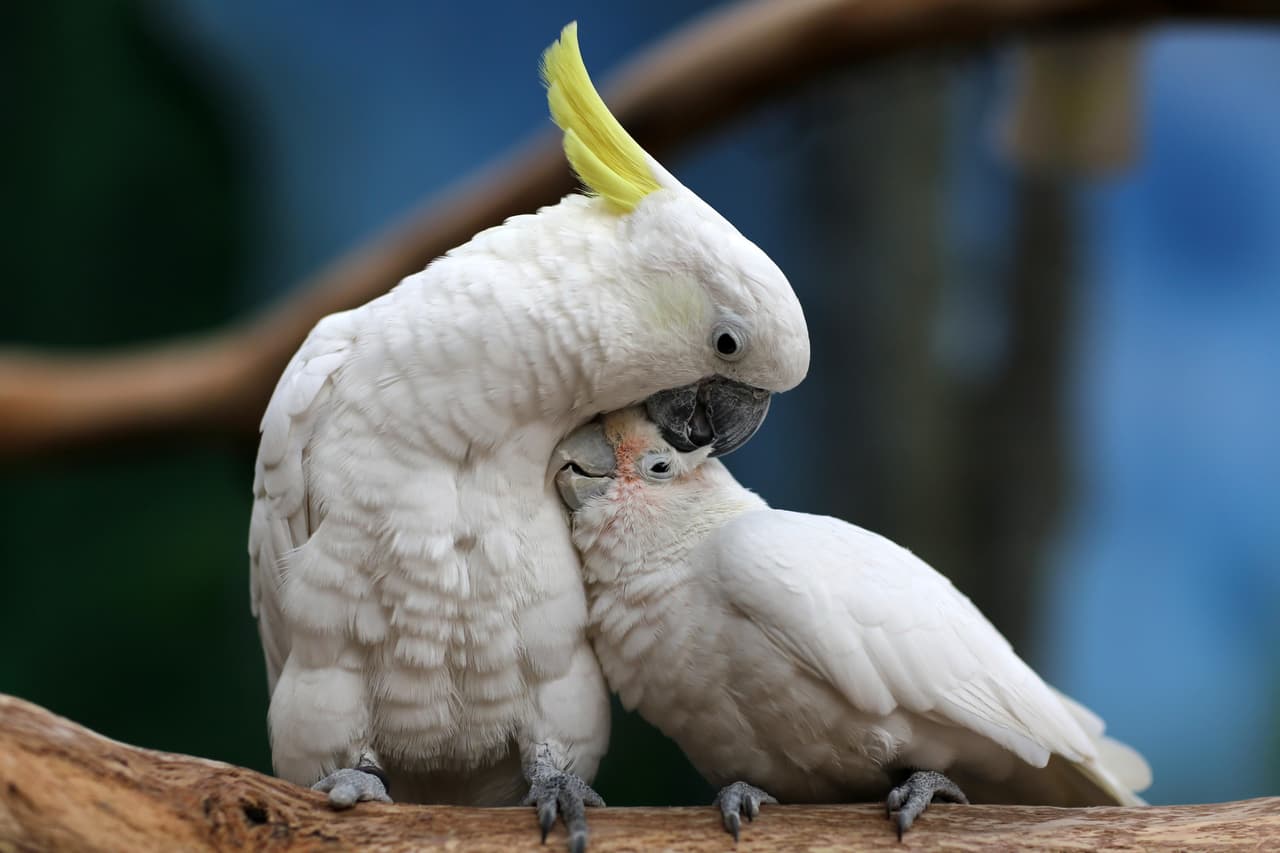 Se sabe que las hembras de muchas especies tienen variados recursos para evitar el acoso de los machos cuando no los desean. A veces se apartan a territorios donde no se hallan machos, otras se ‘disfrazan’ como otro macho más, emanan anti-afrodisíaco o simplemente pelean contra un intento de copulación. En las aves, se cree que el plumaje poco colorido y falto de adornos en las hembras puede tener este mismo objetivo: verse ‘más fea’ para evitar el acoso.