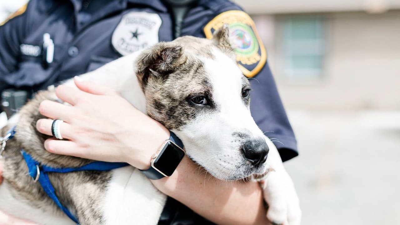 SPCA
<a href="https://www.univision.com/local/houston-kxln/has-visto-a-este-animal-spca-que-ofrece-recompensa-por-informacion-sobre-perro-que-es-golpeado-en-video-viral" target="_blank">había ofrecido 500 dólares como recompensa</a> por información del perro ques golpeado y pateado por una mujer.