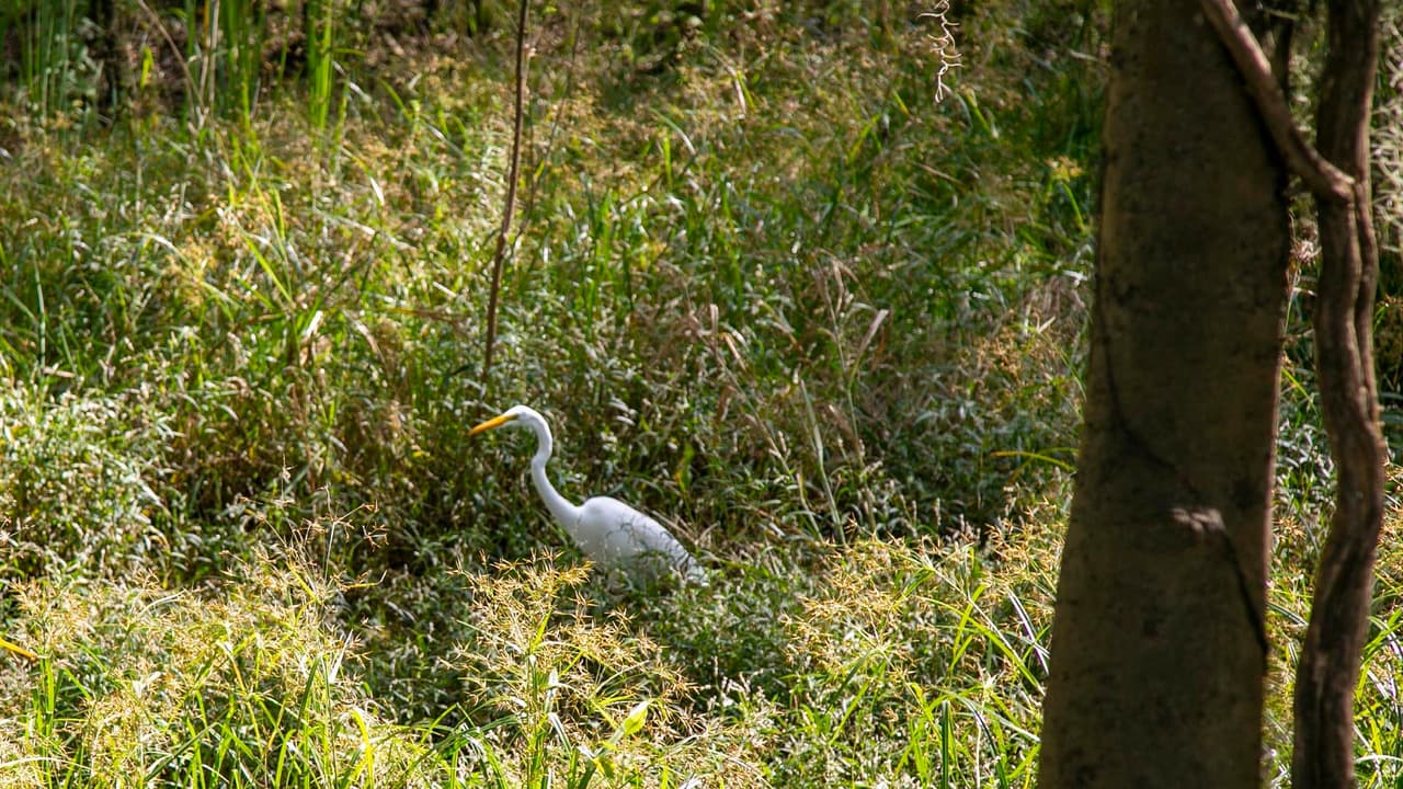 El lugar muestra una gran diversidad de fauna y flora que asombra a los visitantes.