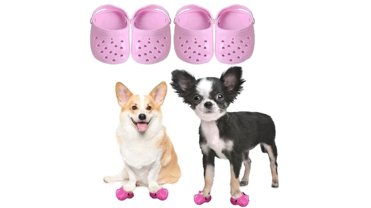 ¿Crocs para perros?