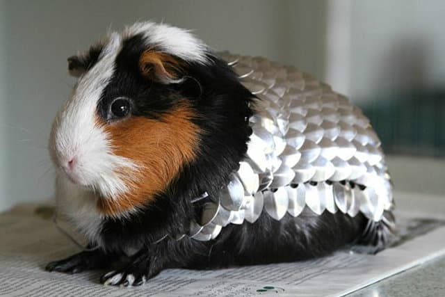 Los objetos más inútiles que no querrás dejar de comprar en Black Friday