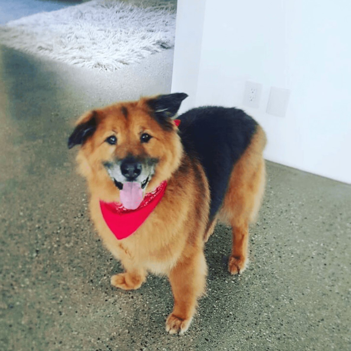 "Este muchacho acaba de fallecer", publicó el pasado 18 de enero la comediante estadounidense Chelsea Handler junto a la imagen de Chunk, el perro que se hizo famoso acompañándola a todos lados, incluso en su show.