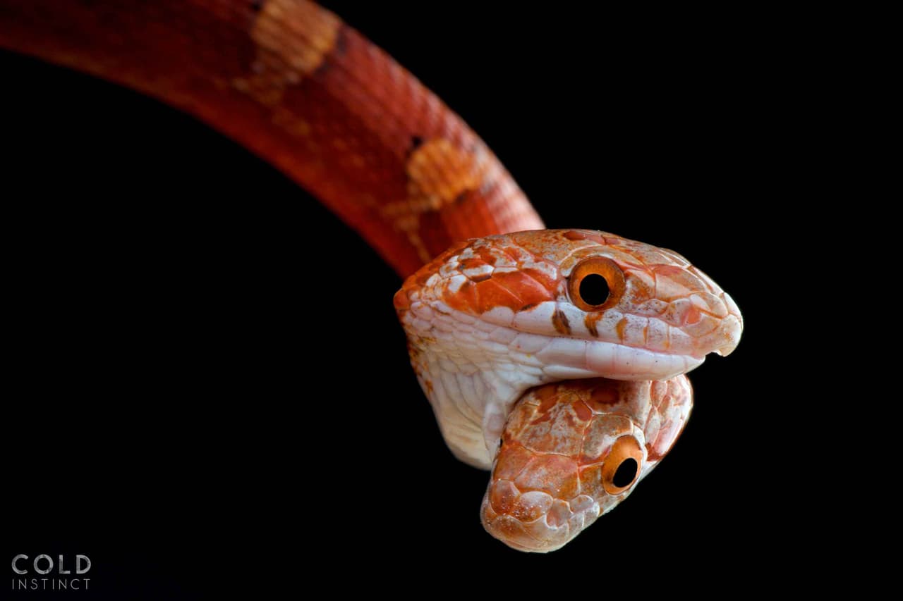 <i>Pantherophis Guttata</i>, una serpiente de dos cabezas.