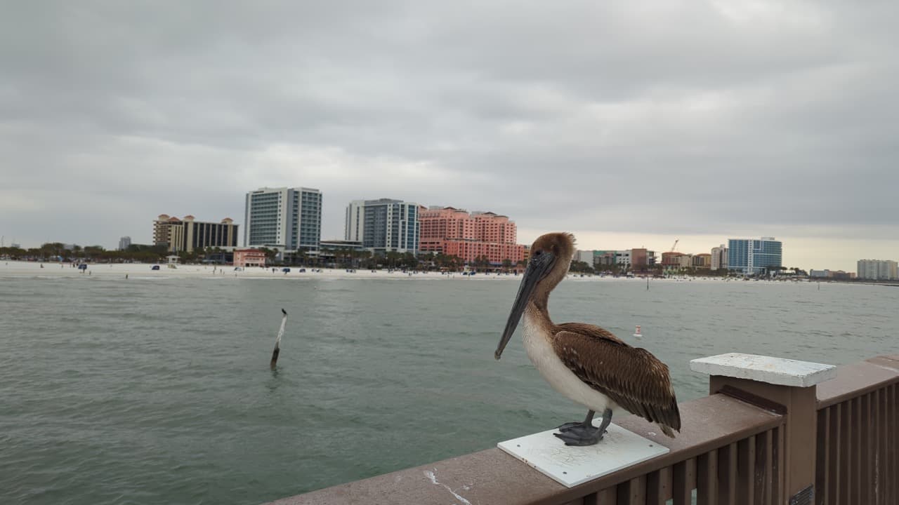 En el Pier 60 hay una gran cantidad de aves marinas como pelícanos, garzas y gaviotas.