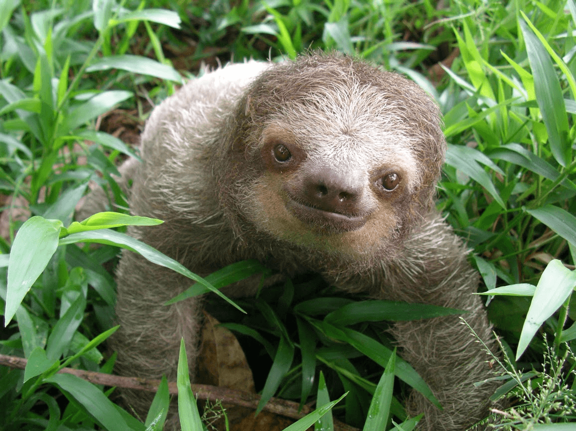 Excrementos. Sólo bajan del árbol una vez a la semana para hacer sus necesidades. Eso sí, la cantidad que excretan es significativa.