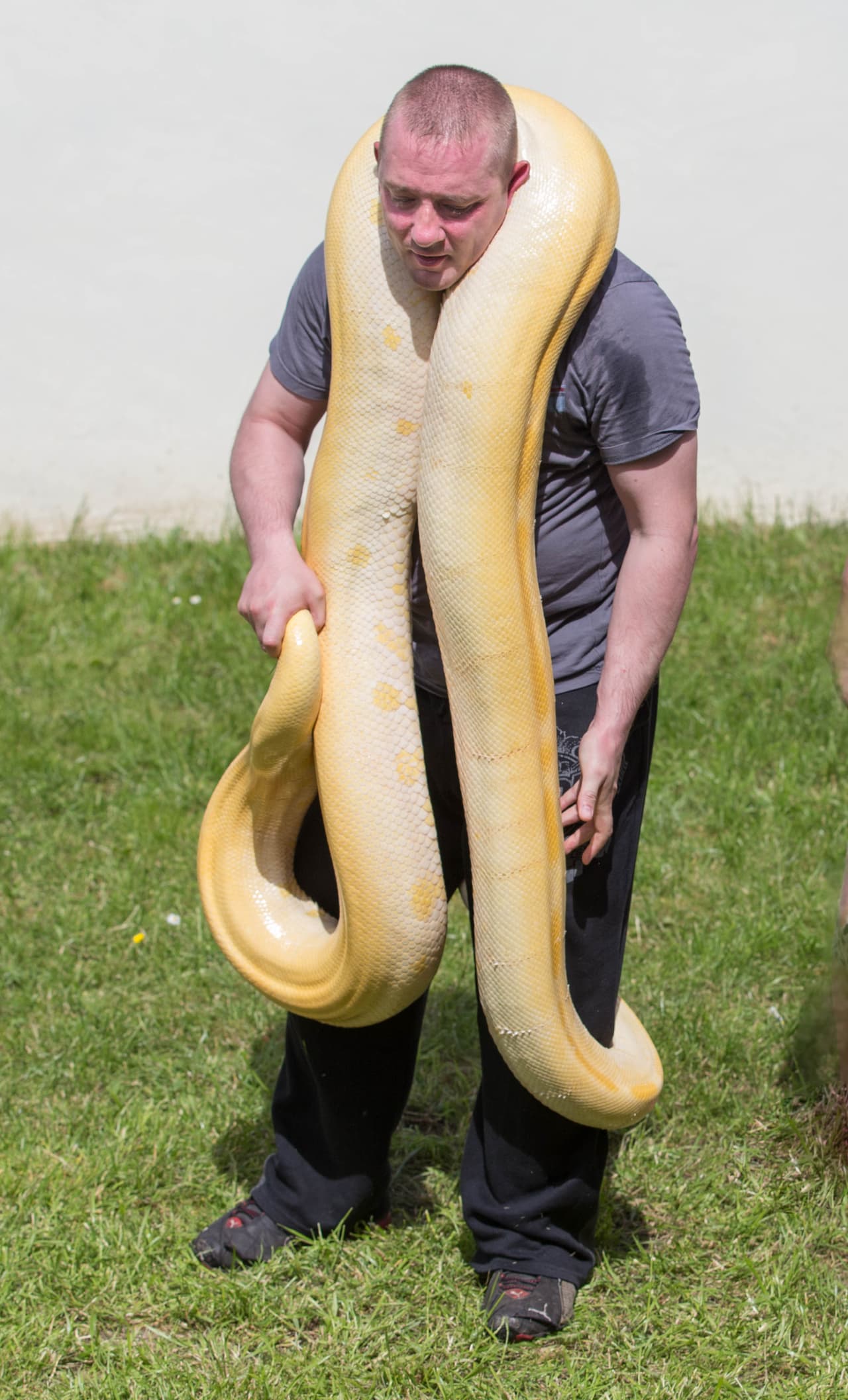 Y tú, ¿vivirías con una serpiente como lo hace Rob?