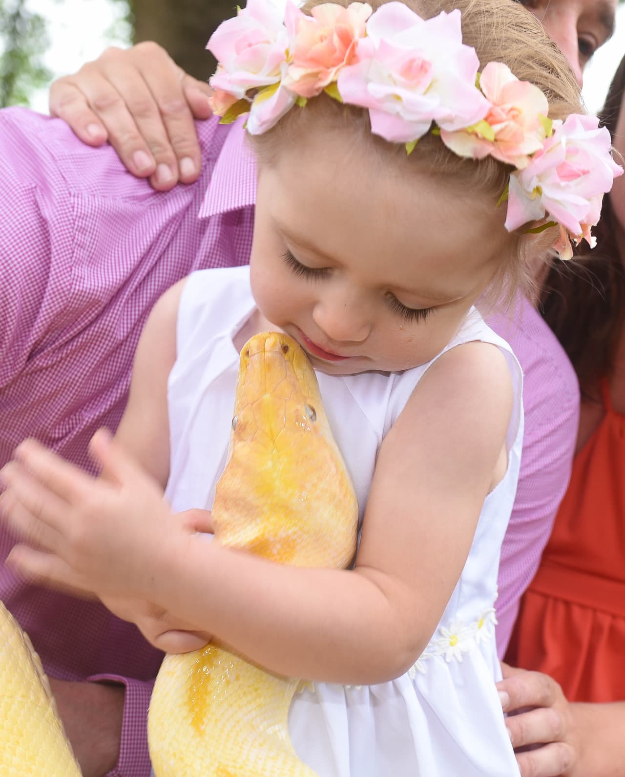 Después debe buscar la manera correcta de alimentar las pitones más grandes.