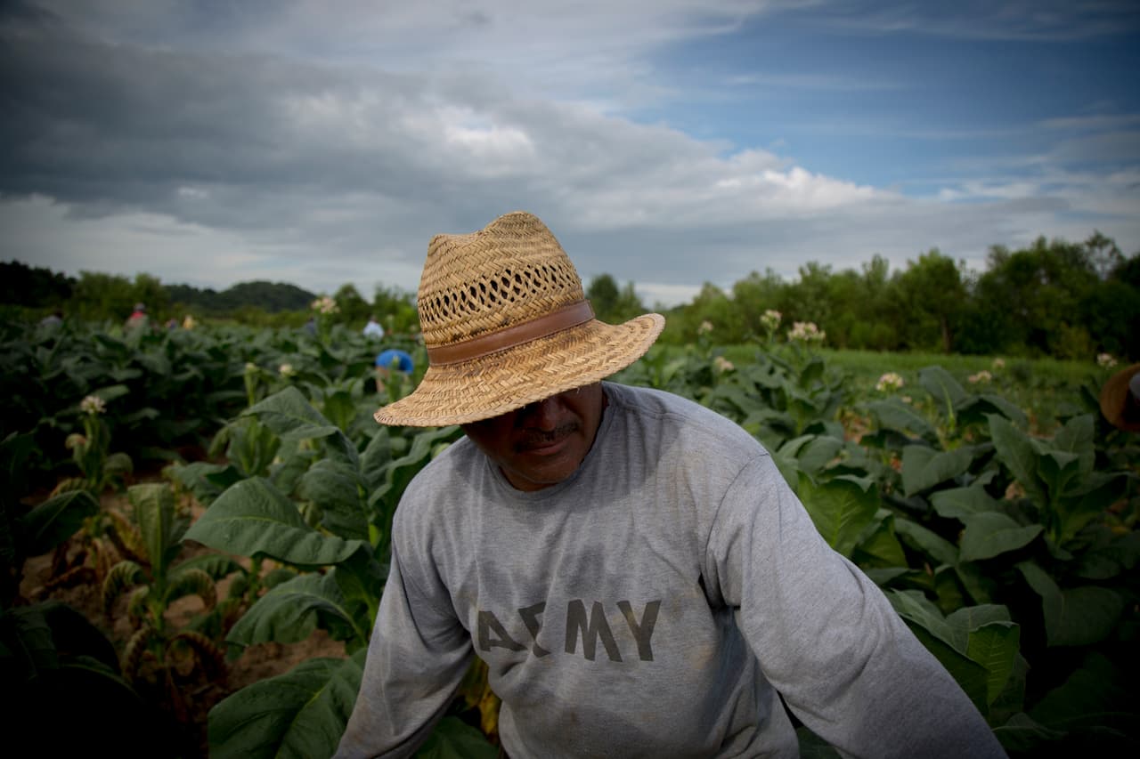 Todos coinciden en que su objetivo es tener un mejor salario para enviarles a sus familias en Nayarit, donde han menguado los campos de tabaco. (Nacho Corbella/Univision Noticias)