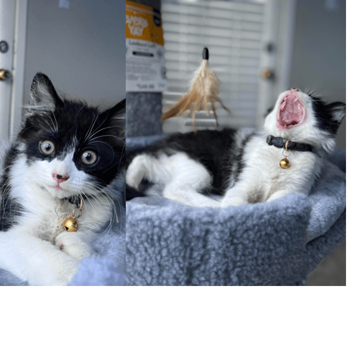 Este gato de Franklin Rodríguez hace caras peculiares.