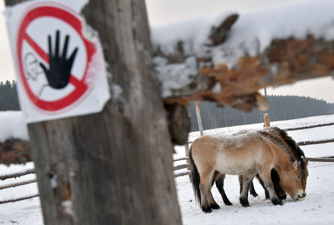 Pese a la devastación, la zona protegida es hogar de flora y fauna, como los caballos salvajes Przewalski.