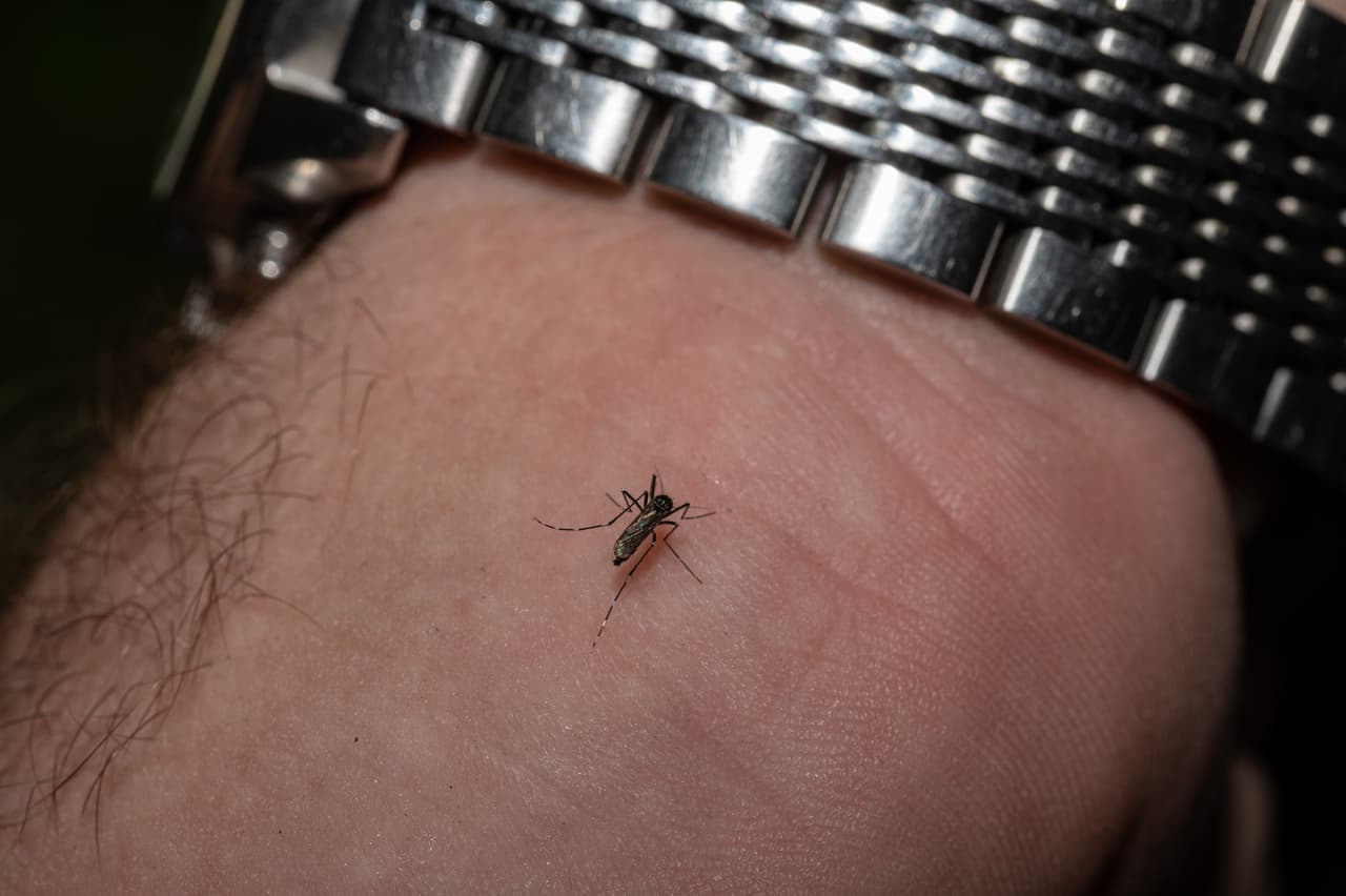 Como todos los años, la temporada de mosquitos ya se está haciendo notar en el sur de Florida, y las autoridades le recuerdan a la comunidad para evitar criaderos de estos insectos. 
<br>