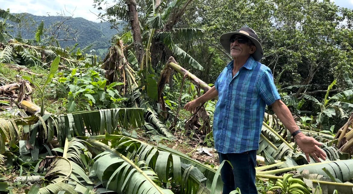Héctor Maldonado se encarga de los platanales de Finca Viernes, en Utuado, Puerto Rico. "Yo he sido el único que ha trabajado esta finca aquí, todo lo que usted ve ahí lo he hecho yo, imagínate cómo lo voy a sentir yo, como si fuera mío", dice.