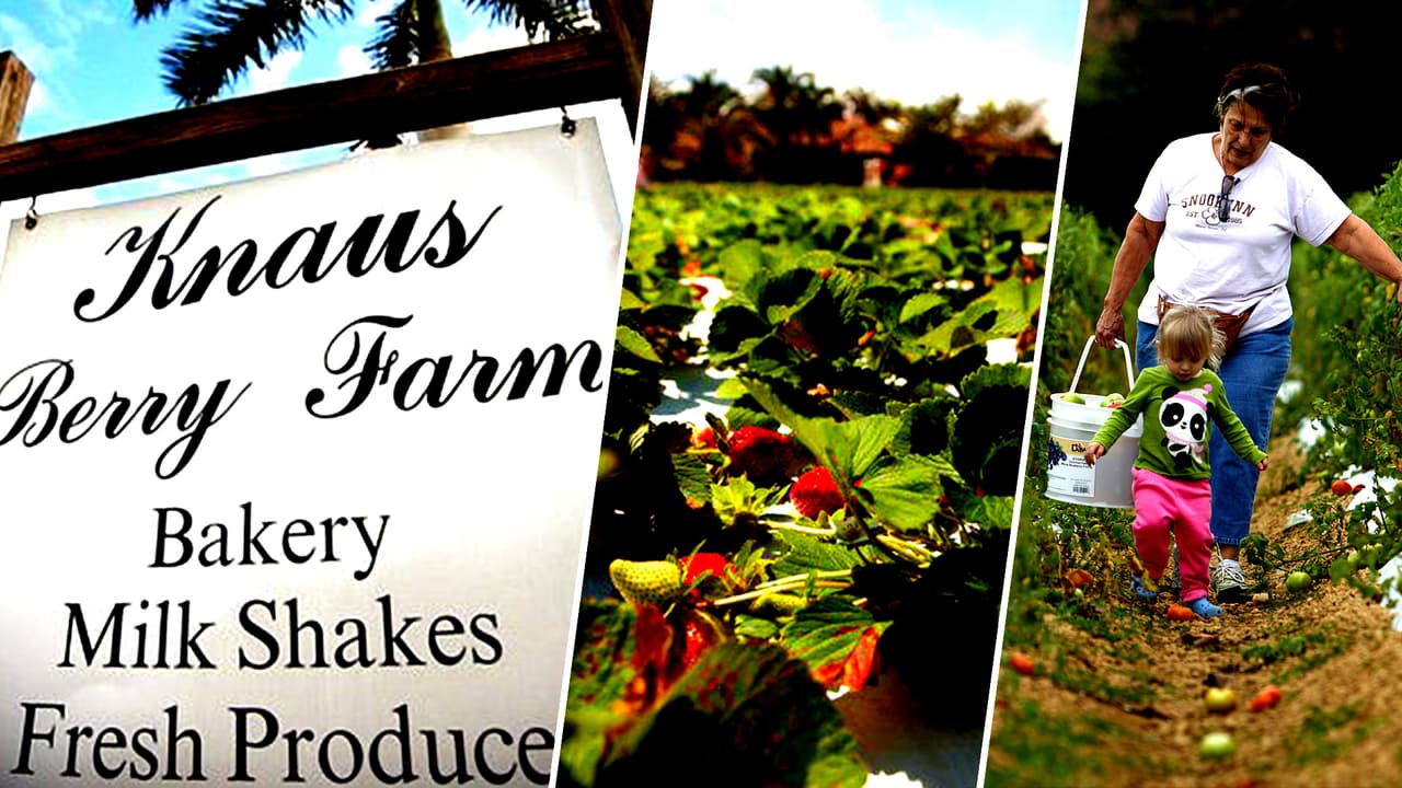 Knaus Berry Farm: un negocio familiar con más de 60 años en Homestead
