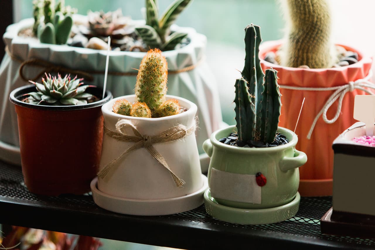 Estas plantas espinozas están muy de moda y son una excelente opción en cuanto a decoración.