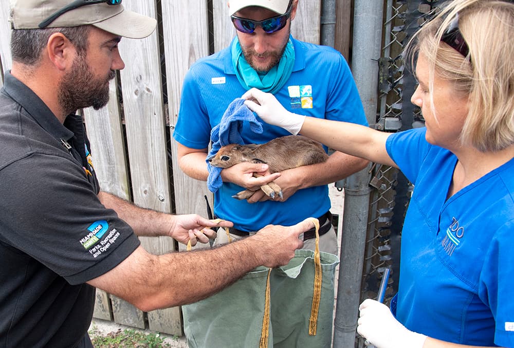 Los 'steenbok' están actualmente fuera de exhibición en el zoológico, pero los planes a futuro cercano son presentarlos una exhibición pública en combinación con otra especie de antílope africano.