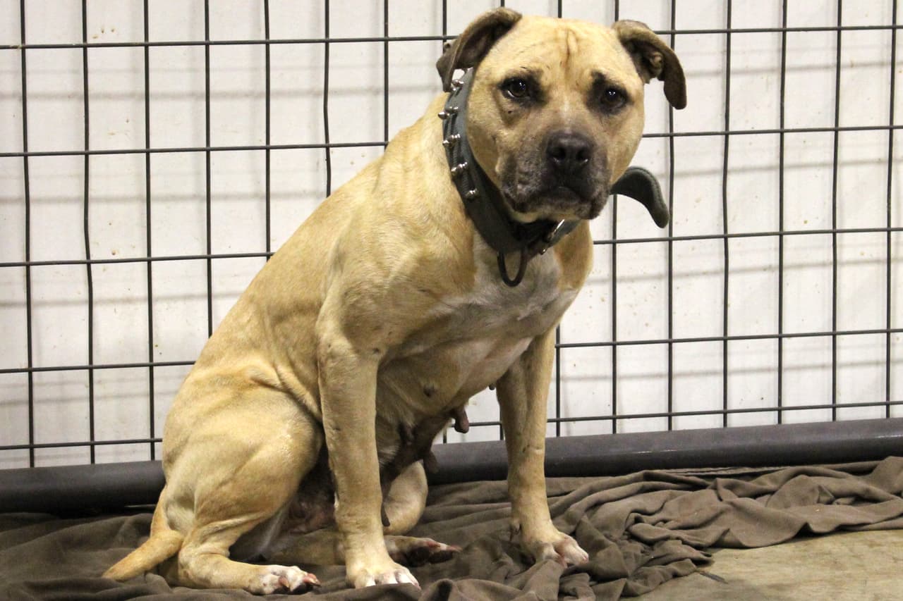 Habrá una audiencia para determinar la custodia de los perros el 21 de julio a las 11 a.m., en la corte de 107 Texas Street, en Lancaster.