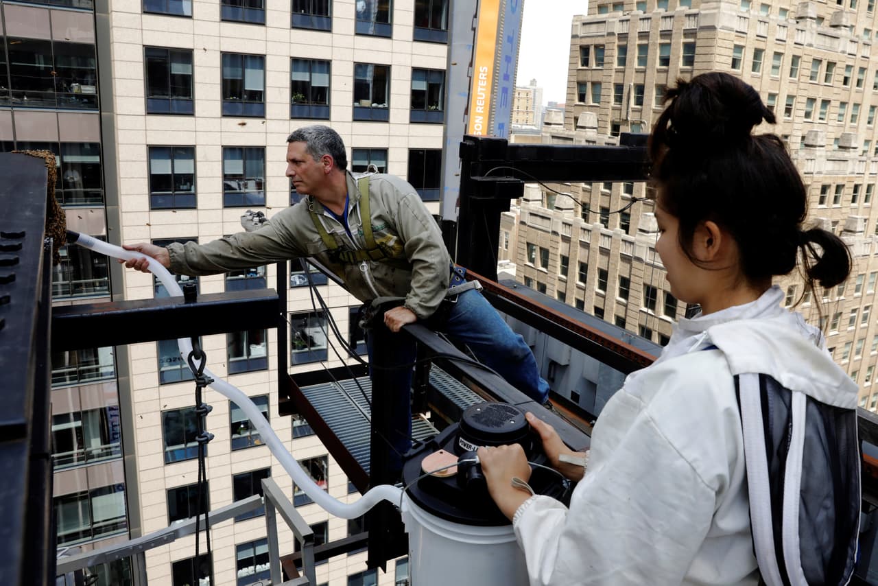 Y luego comienza a succionarlas con una aspiradora especial para este tipo de trabajo. Hannah Baek sostiene el recipiente en el que van entrando las abejas. (Lucas Jackson/Reuters)
