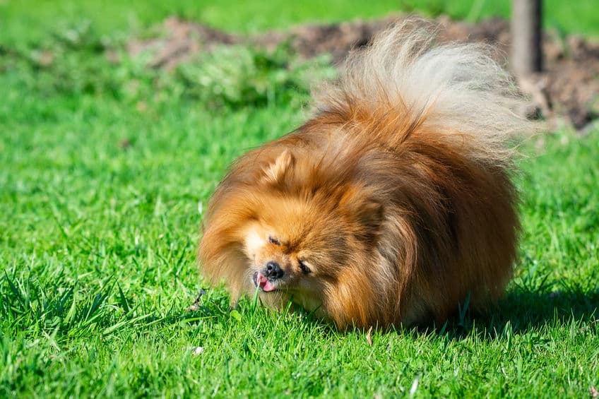 <b>Comer pasto. </b>Que tu perrito coma pasto o hierbas se debe a que busca algo que lo ayude con un problema digestivo. Si es algo que hace de vez en cuando, es normal, pero si notas que es una obsesión, entonces puede llevarlo a desarrollar problemas físicos, por lo que lo mejor es llevarlo con el veterinario.