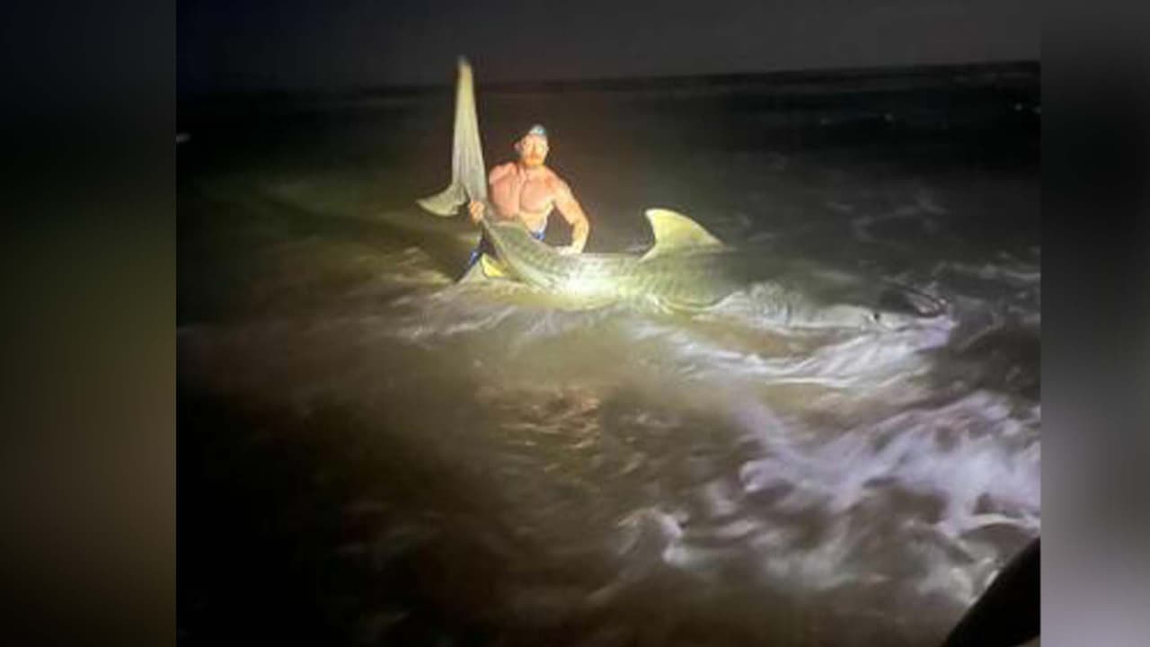 Según Haltermann, el tiburón era una hembra y pesaba aproximadamente 1,000 libras. Y es el más grande que ha atrapado hasta el día de hoy, pues solo conocía tiburones hasta de 10 pies de largo.