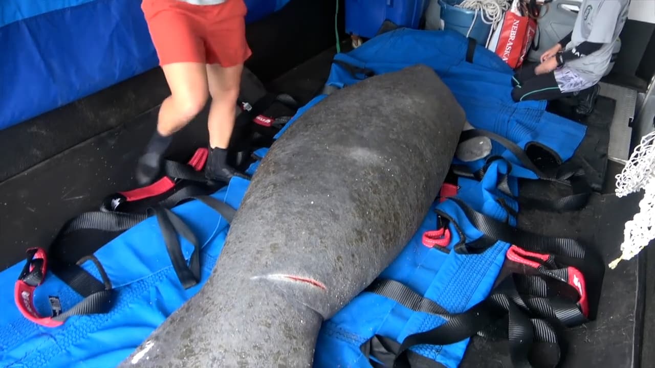 Más de 80 manatíes de Florida están en centros de rehabilitación.