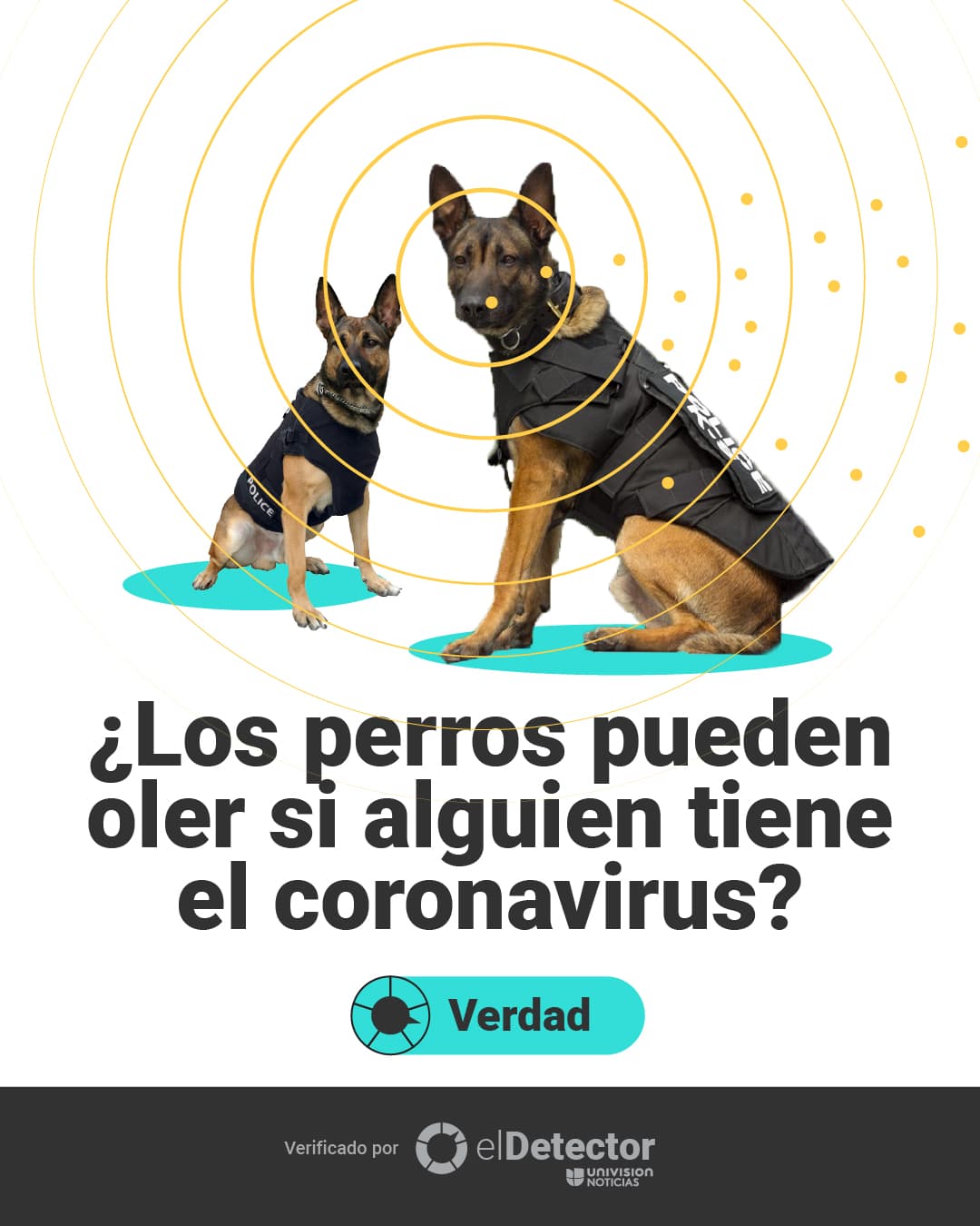 <a href="https://www.univision.com/noticias/los-perros-pueden-oler-si-alguien-tiene-el-coronavirus-esto-es-lo-que-sabemos" target="_blank">Aquí puedes leer la explicación completa</a>.
