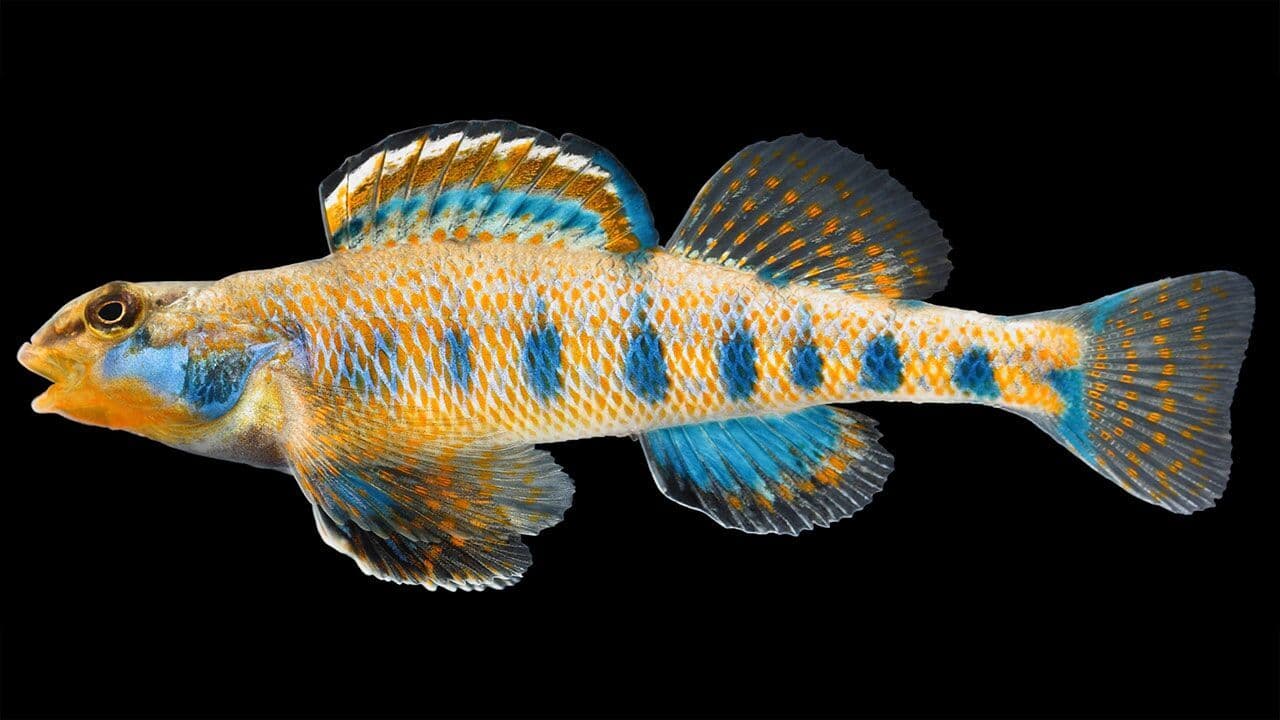<i>Etheostoma obama, </i>un colorido pez de agua dulce descubierto en el Este de EE.UU. Mide sólo unos 45 milímetros de largo, pero luce maravillosamente coloreado con azul iridiscente y manchas y rayas naranjas. Los autores de este hallazgo, hecho en el 2012, son los biólogos Steve Layman de Geosyntec Consultants, una firma de consultoría y ingeniería ambiental con sede en Atlanta, y Richard Mayden, de la Universidad Saint Louis de Missouri.
