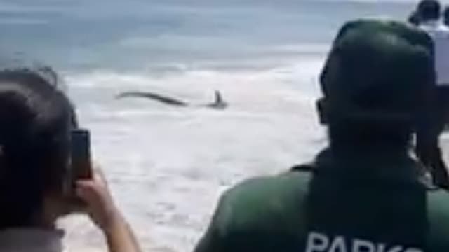 Aparece tiburón en área de bañistas en NYC, justo antes de que inicie la reapertura de playa