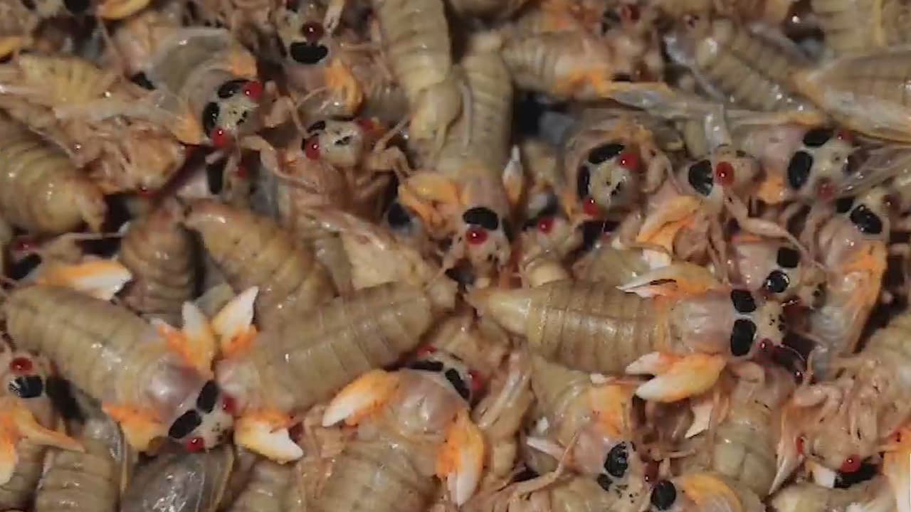 📹Las también conocidas como Brood X tienen a los amantes de la comida curiosos salivando. Pero sus similitudes con los crustáceos los convierte en un riesgo de alergia. En 
<b><a href="https://www.univision.com/local/philadelphia-wuvp/carolina-rodriguez-plaza">Noticias Univision 65</a></b> consultamos a un médico especializado en alergias y a un ciéntifico dedicado a la ecología y biología de conservación, quienes ofrecieron interesantes explicaciones sobre los efectos de una reacción alérgica producto del consumo de alimentos. 
<br>
<br>