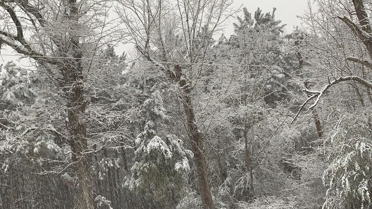 Un paisaje de árboles nevados en Texas es la fotografía que nos envió Cece SB en redes sociales.