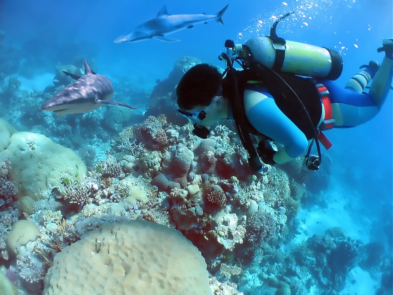 Siempre mantén tus manos cerca de tu torso para que no los confunda con un pez y termines recibiendo un mordisco fácilmente evitable. Nunca te des vuelta a darle la espalda ni intentes huir, pues le darás el mensaje equivocado y podrías provocar una persecución.