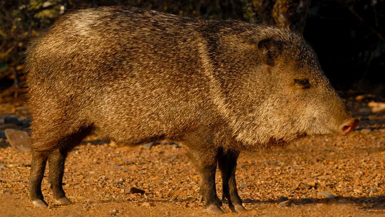 Nuevamente una mujer fue mordida por una jabalina al sur de Arizona