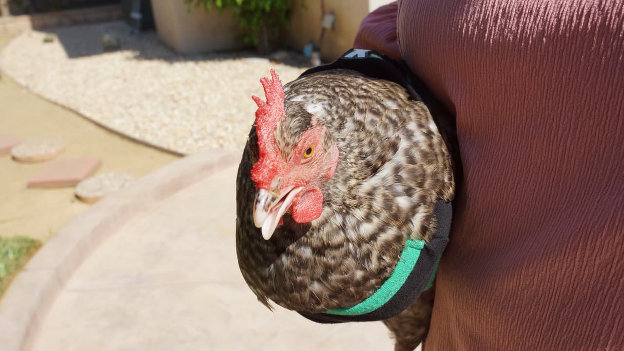 La Gallina Vidente llega al Gordo y La Flaca.